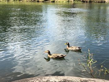 Ducks swimming in lake