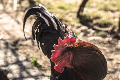 Close-up of rooster