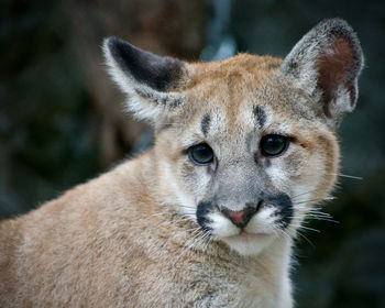 Close-up of puma