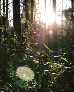 Close-up of plants against trees in forest