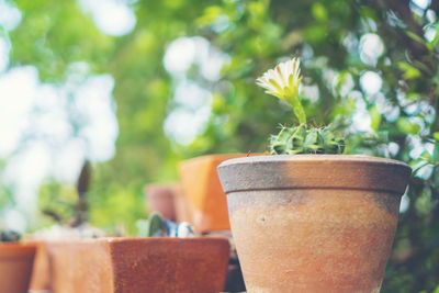 Close-up of potted plant in pot