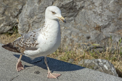 Close-up of seagull perching