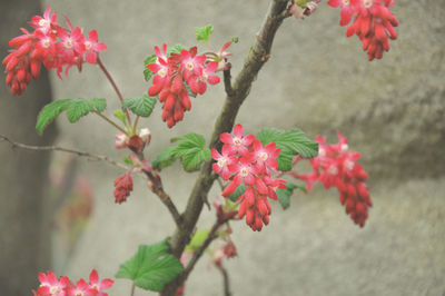 Close-up of flowers blooming outdoors