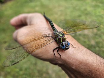 Close-up of dragonfly on plant