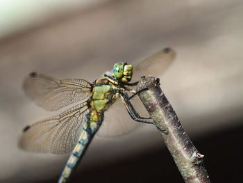 Close-up of dragonfly on plant