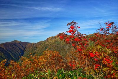 View of autumnal trees against sky