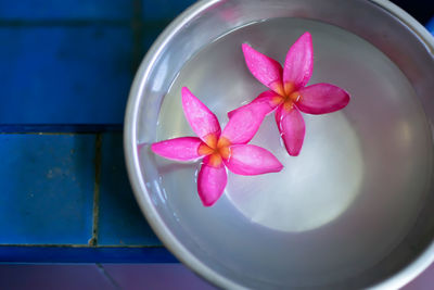 High angle view of pink floating on water