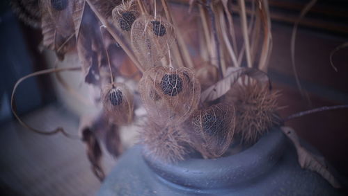 Close-up of feather