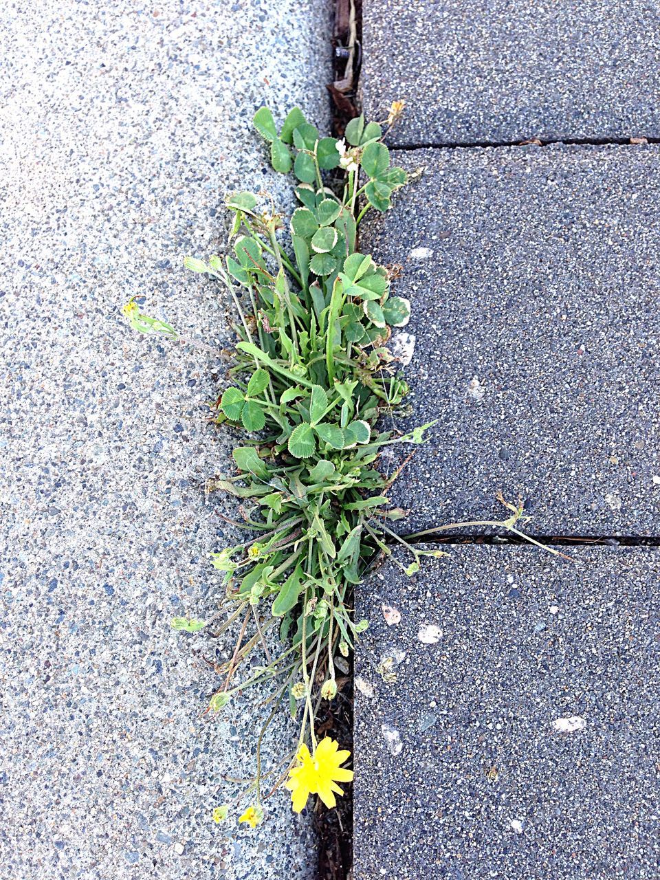 plant, growth, leaf, flower, wall - building feature, green color, street, yellow, growing, outdoors, day, no people, nature, built structure, sidewalk, fragility, freshness, close-up, high angle view, wall