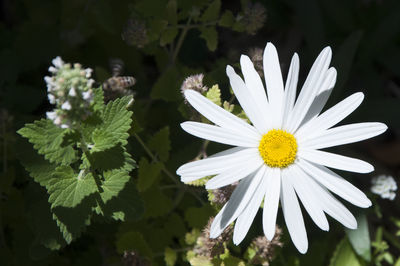 Close-up of white flower