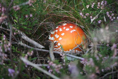 Close-up of plants in forest