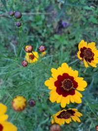 Close-up of yellow flowers