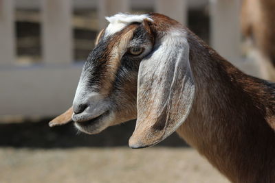 Close-up of a horse