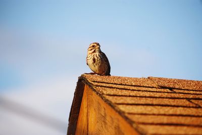 Low angle view of owl perching against clear sky