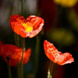 Close-up of red poppy orange flower