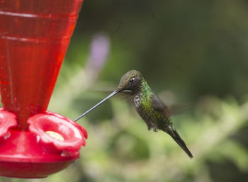 Close-up of a bird flying