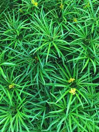 Full frame shot of plants growing on field