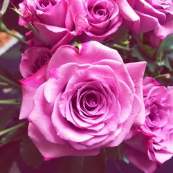 Close-up of pink rose