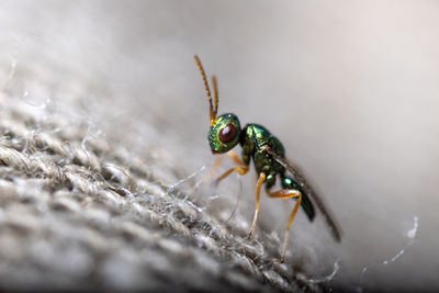 Close-up of insect