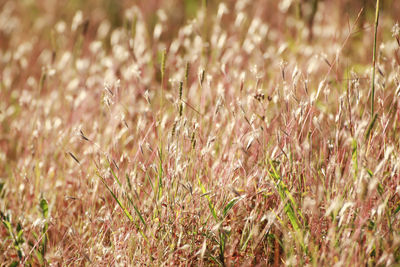 Close-up of stalks in field