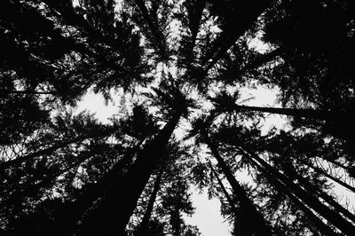 Low angle view of silhouette trees against sky