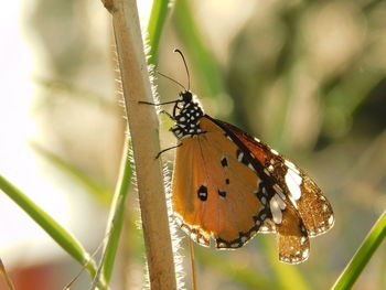 Close-up of butterfly