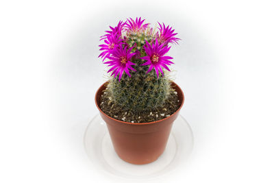 Close-up of potted plant against white background