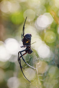 Close-up of insect on spider web