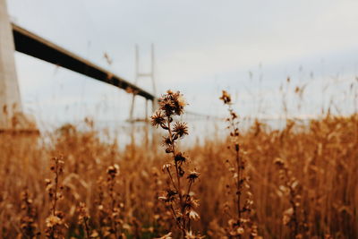 Close-up of plants growing on field against sky