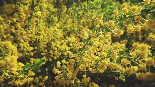 Close-up of yellow flowers