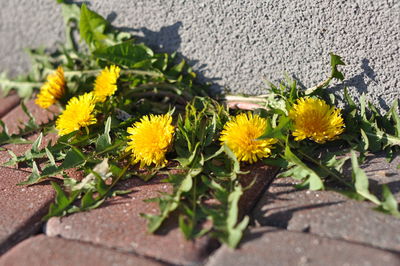 Close-up of yellow flowers blooming outdoors