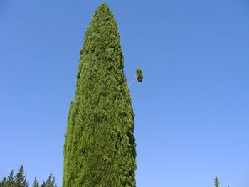 Low angle view of a tree against clear blue sky