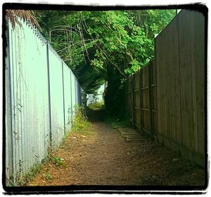 Narrow alley along trees