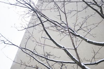 Low angle view of bare trees