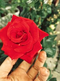 Close-up of hand holding red rose