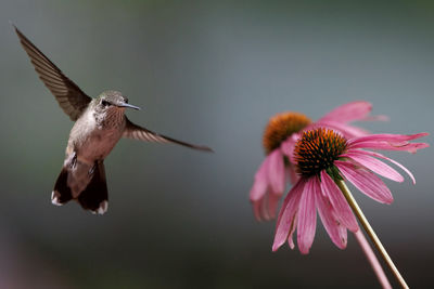 Ruby throated hummingbird and echinacea flower