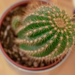 Close-up of cactus in potted plant