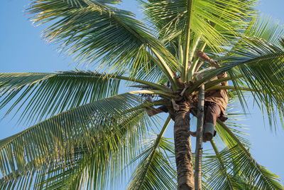 Low angle view of palm tree against blue sky