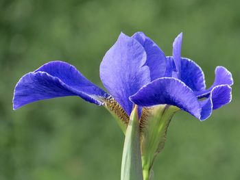 Close-up of purple iris