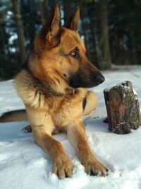 Dog looking away on snow covered land