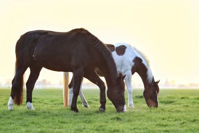 Horse grazing in a field