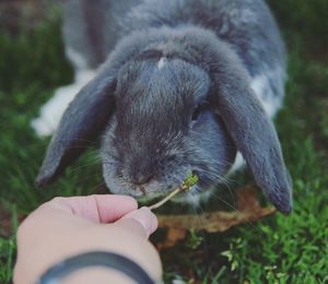 Close-up of person feeding bunny 