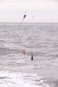 Bird flying over sea against sky