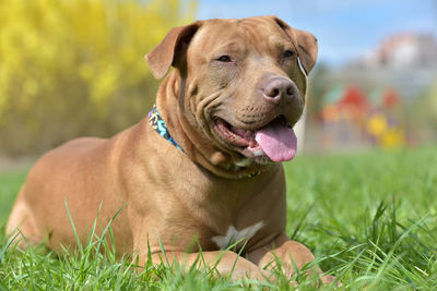 Portrait of dog on field