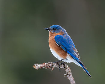 Male bluebird perched on a branch
