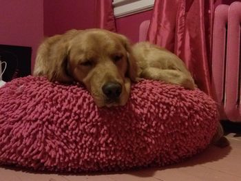 Close-up of dog relaxing