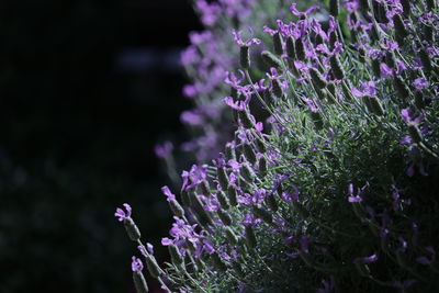 Close-up of purple lavender  plants
