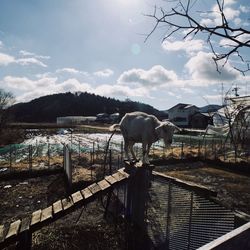 Horse in cage by mountains against sky