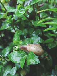 Close-up of snail on plant