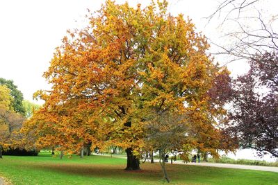 Trees on landscape during autumn